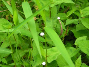 白い玉のような小さなかわいらしい花をつける白玉星草