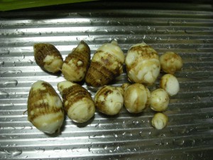 子芋を食べる土垂という品種の里芋、球や楕円形の大小１２個の芋が並べられている